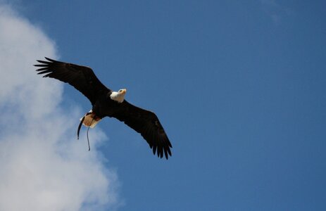 Wild bird majestic white tailed eagle