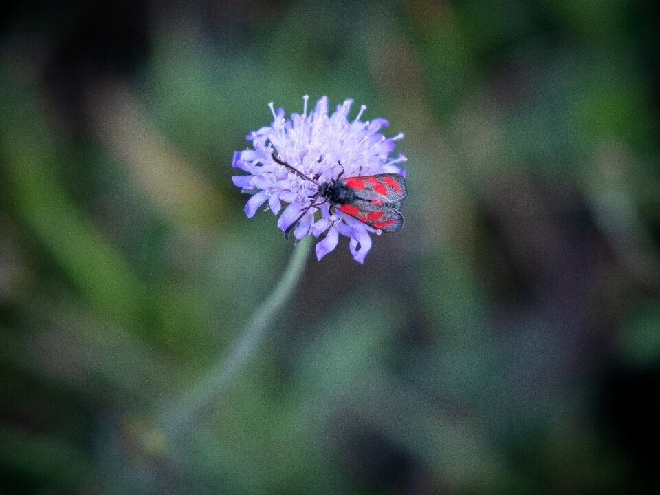 Beetle macro close up