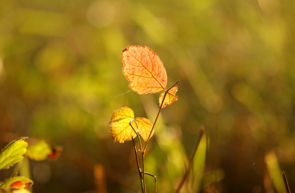 Autumn nature season