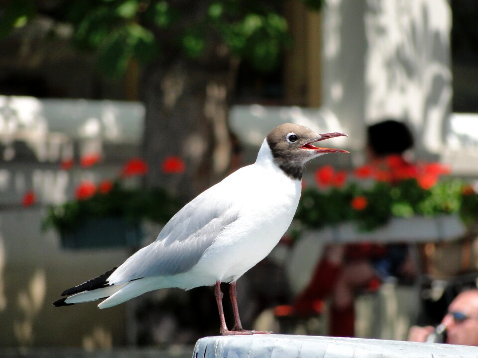 Seevogel bird close up