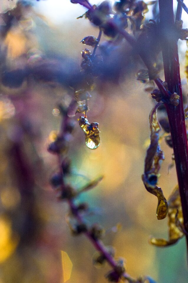 Bokeh drip golden