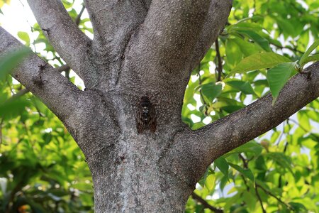 Wood branch outdoors