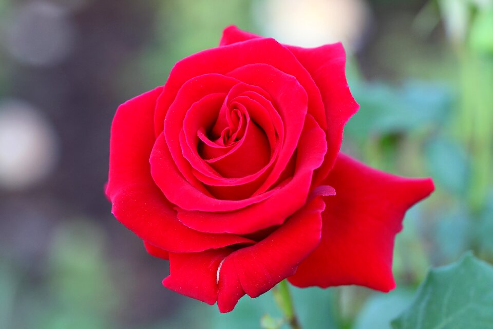Petal nature romantic