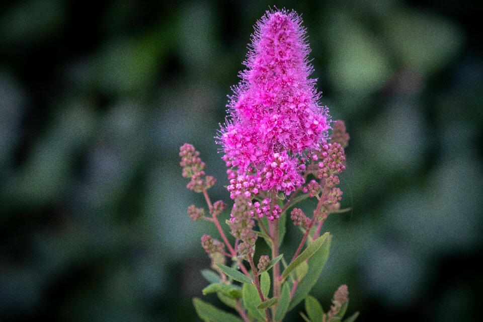 Close up macro nature photo