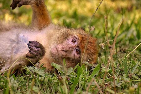 Animal wild animal zoo