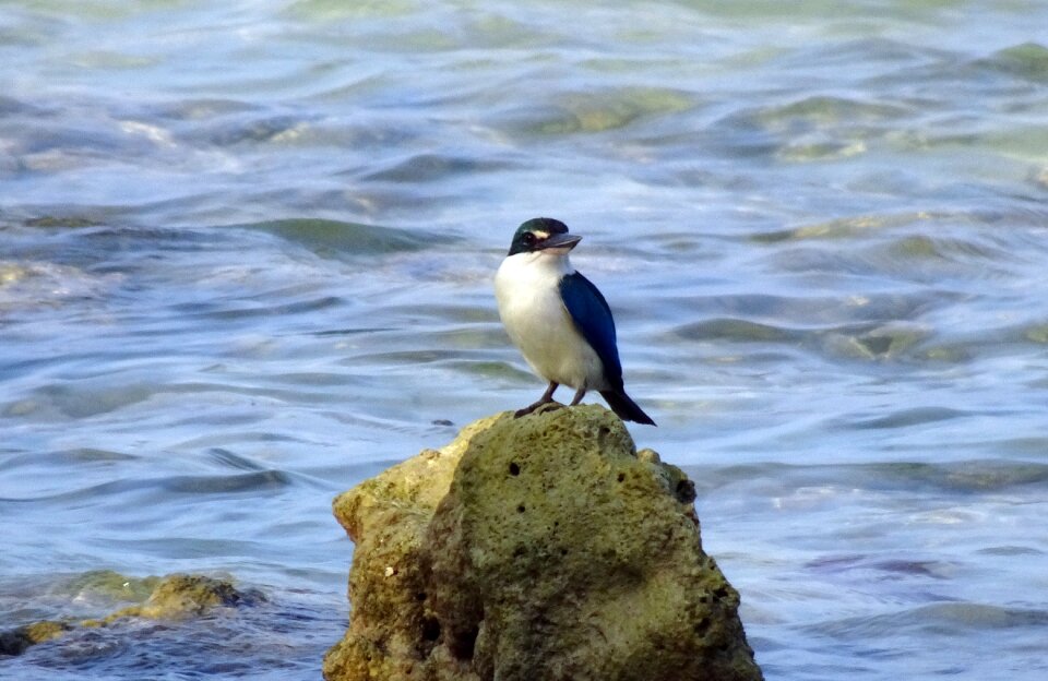 Todiramphus chloris medium-sized halcyoninae