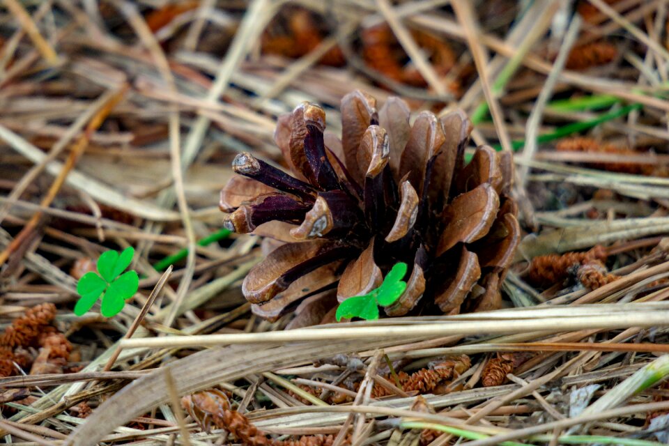 Fruit natural pine cone