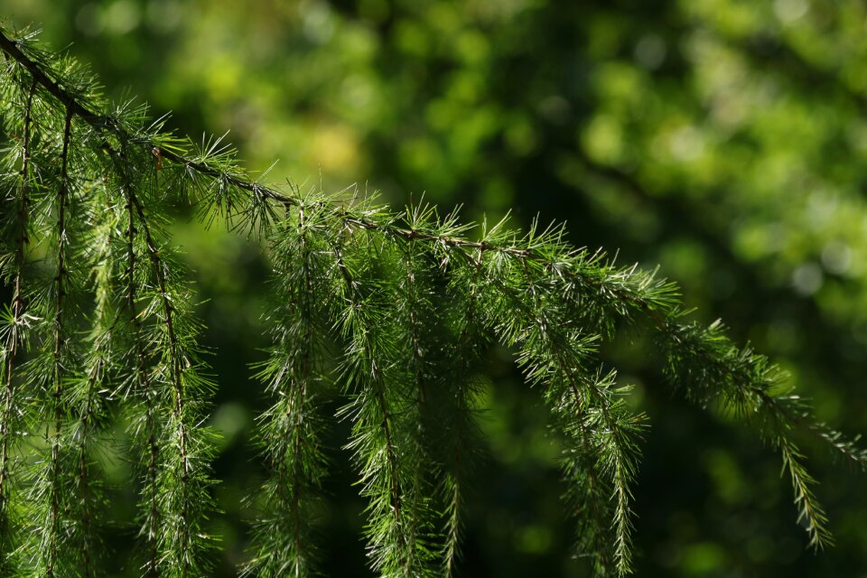 Conifer green summer