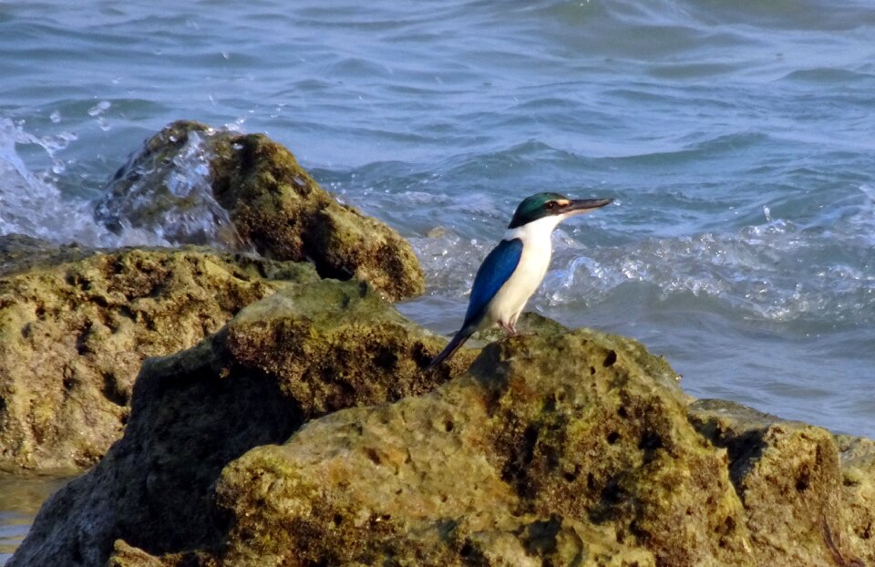 Todiramphus chloris medium-sized halcyoninae
