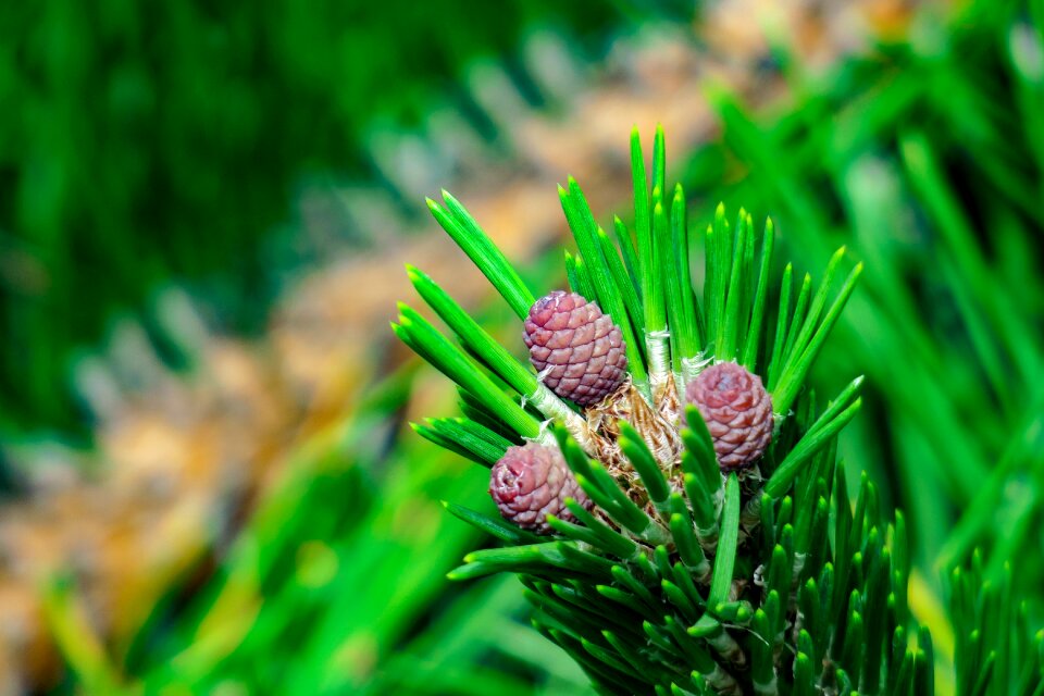 Fruit natural pine cone