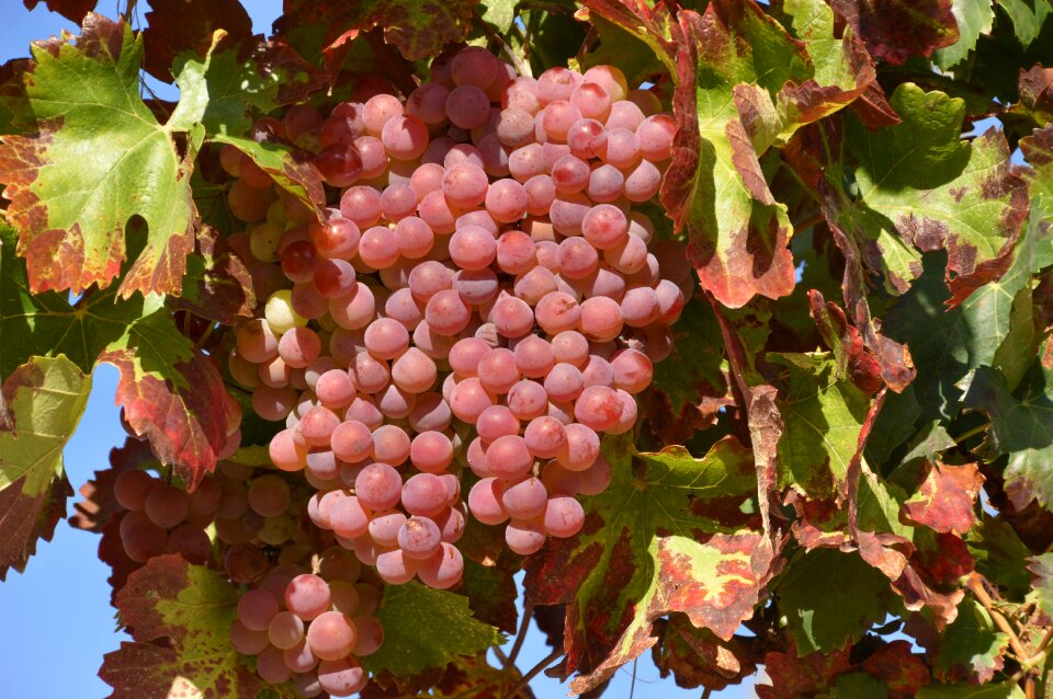 Nature leaves grapes