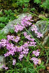 Plants nature mountain