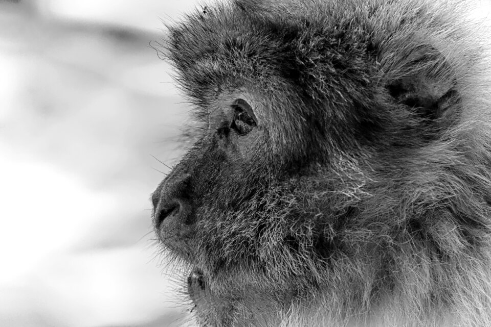 Animal wild animal zoo