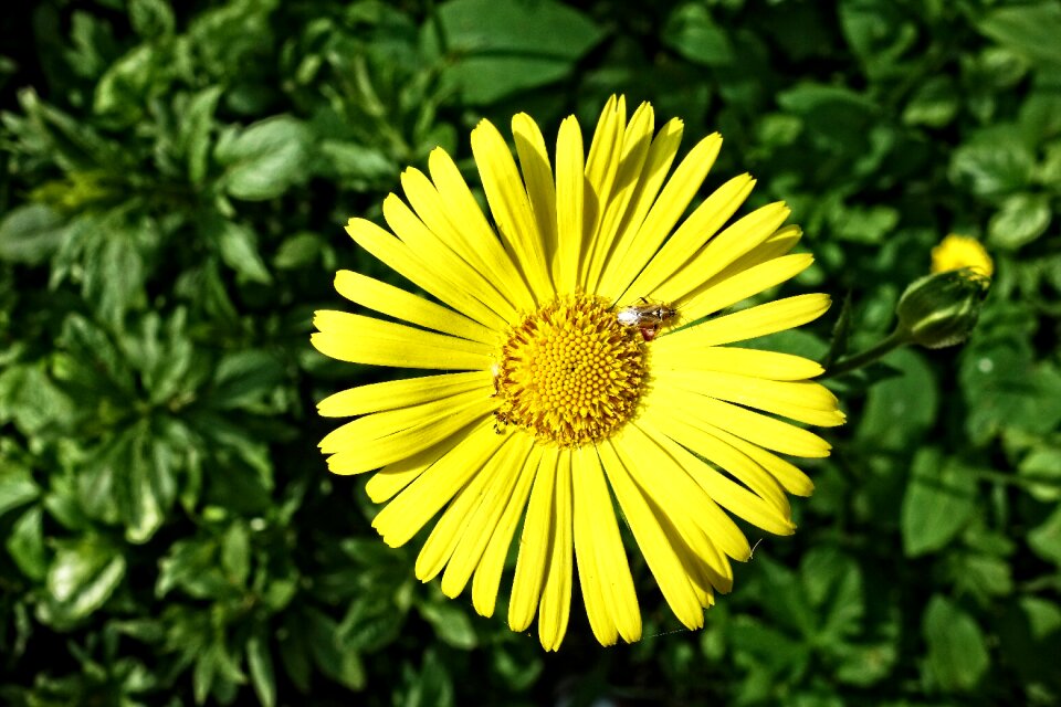 Yellow flower blossom spring bloom