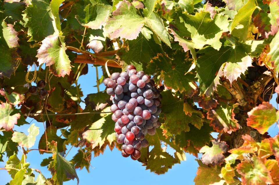 Nature leaves wine