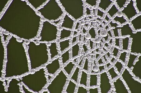 Spider nature cold