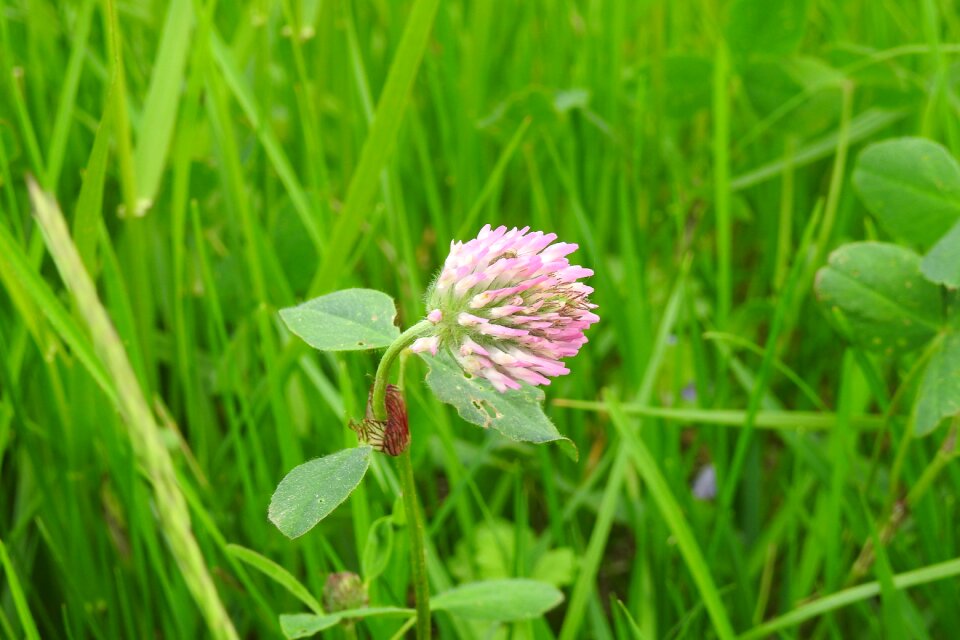 Field clover clover flower