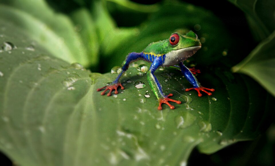 Exotic tropical colorful