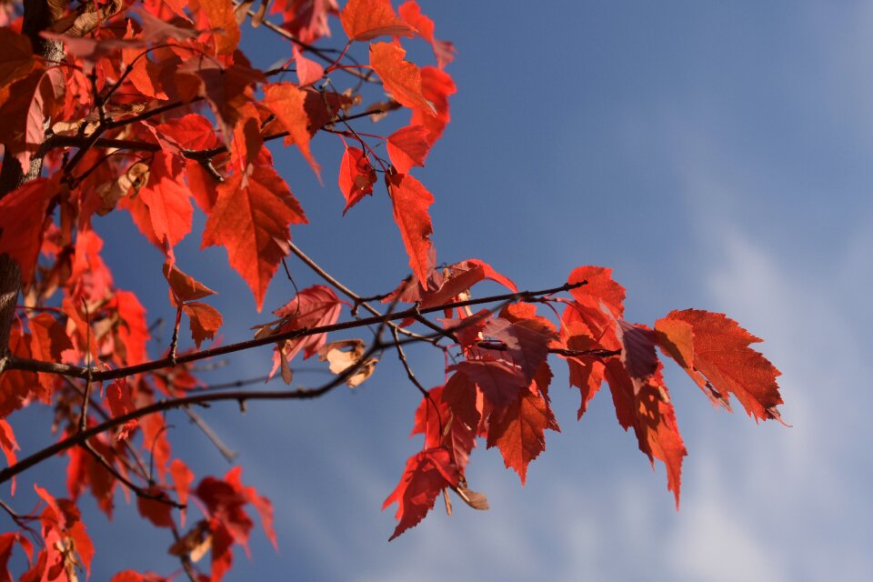 Foliage leaves sheet