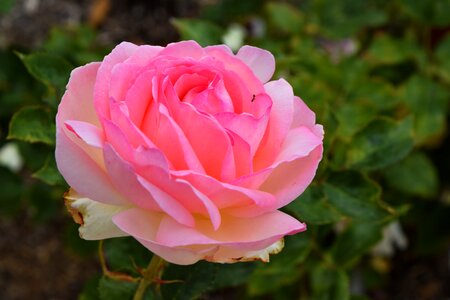 Romantic flower rose photo