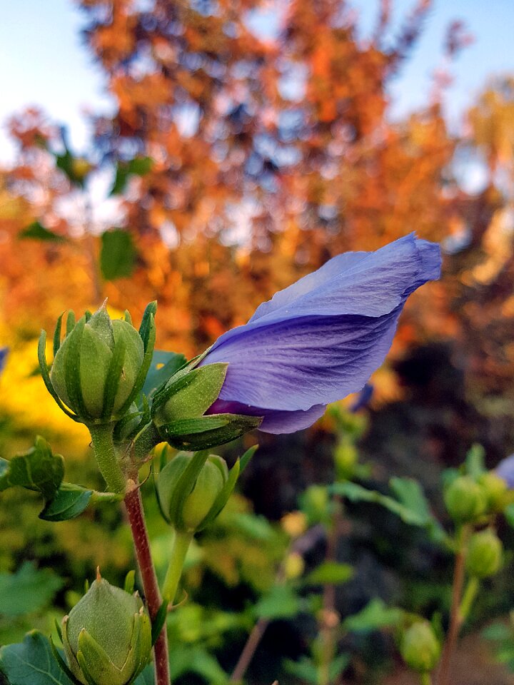 Bloom flower nature