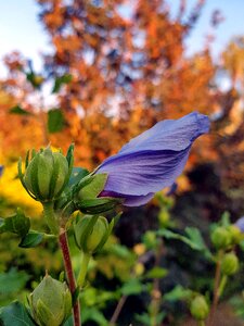 Bloom flower nature