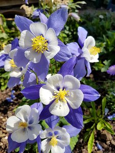 Floral plant spring