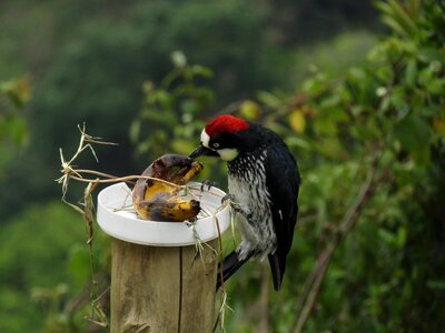 Animals trunk bird