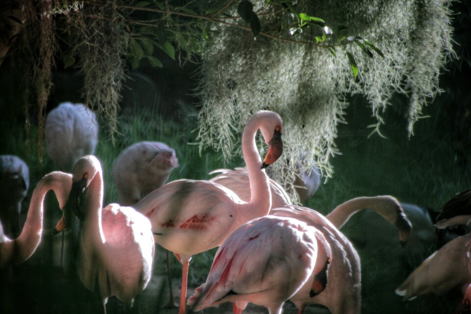 Pink exotic beautiful