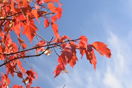 Foliage leaves sheet photo