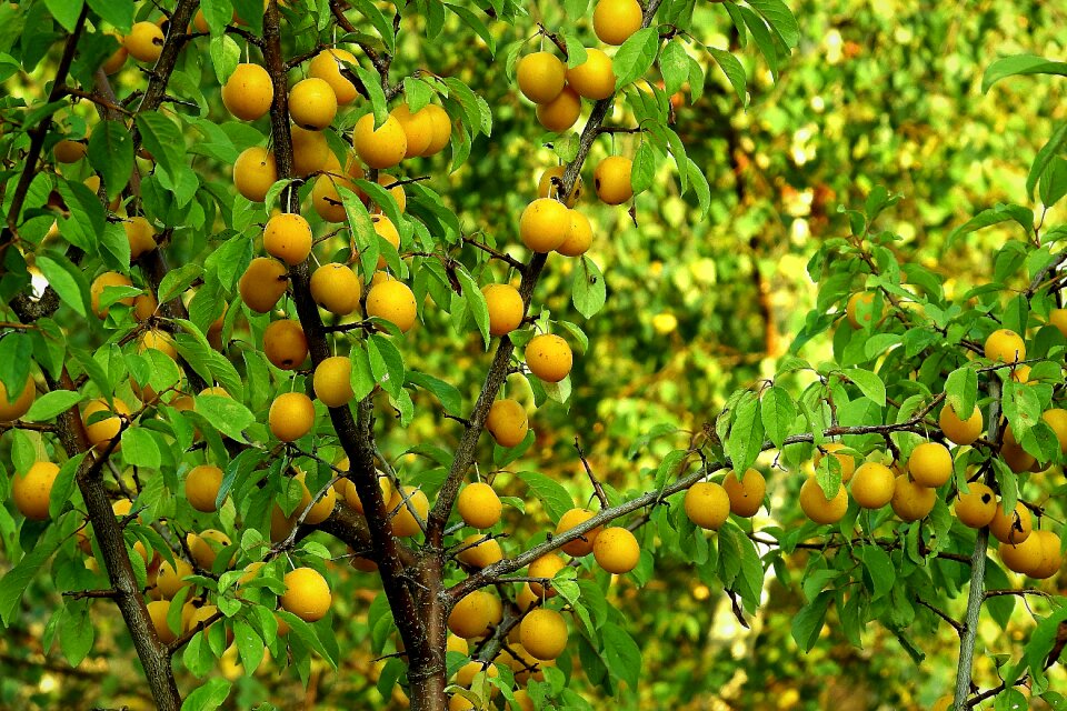 Plum yellow natural