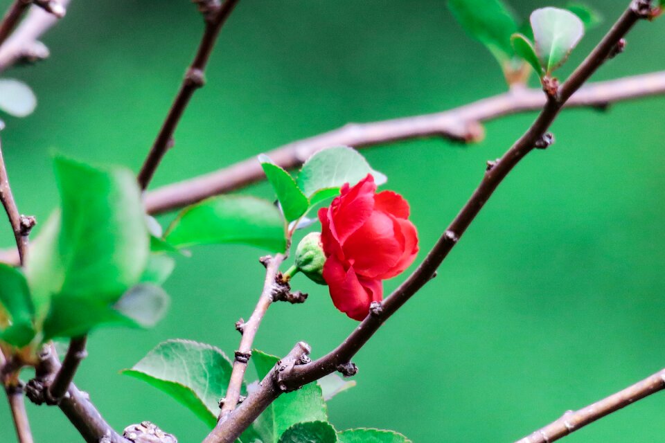 Branch flower outdoor