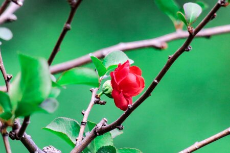 Branch flower outdoor