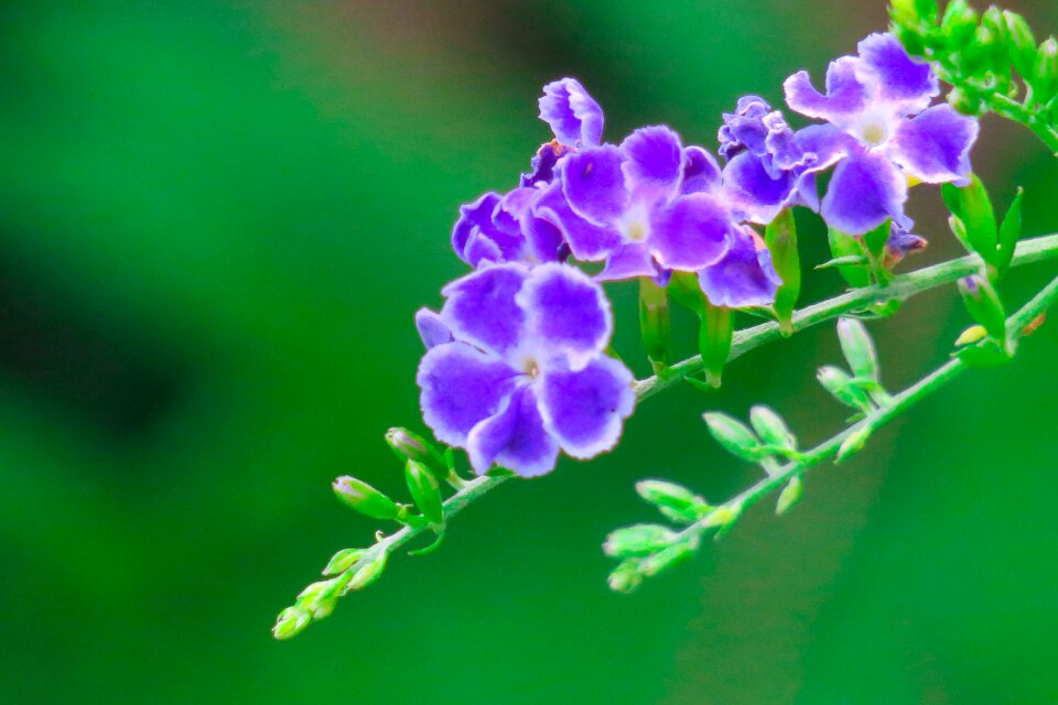 Nature branch flower