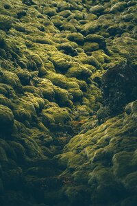 Iceland moss plant
