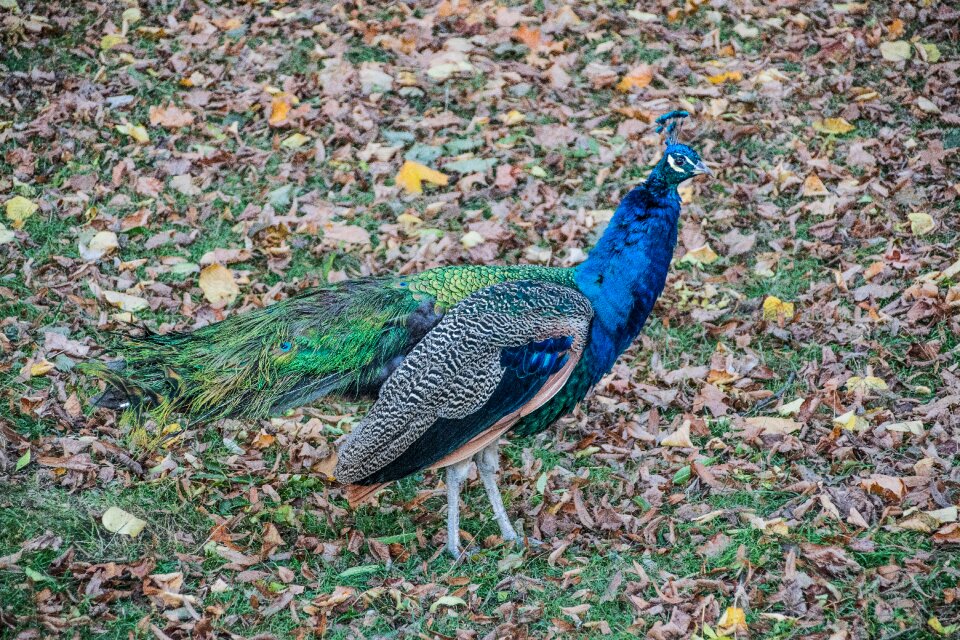 Wonderful nature autumn