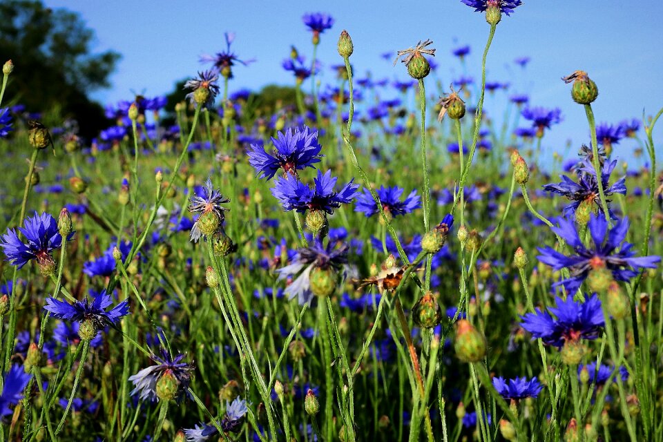 Blue village flowers