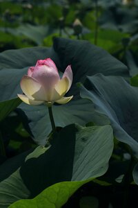 Pond plants flowers nature