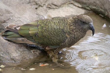 New zealand bird animal world