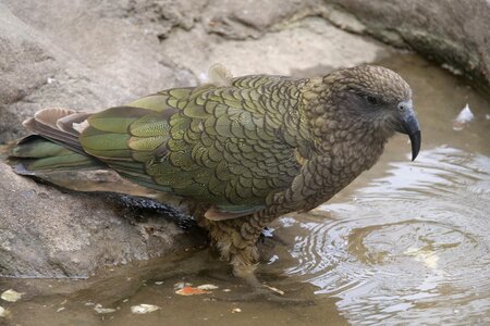 New zealand bird animal world photo