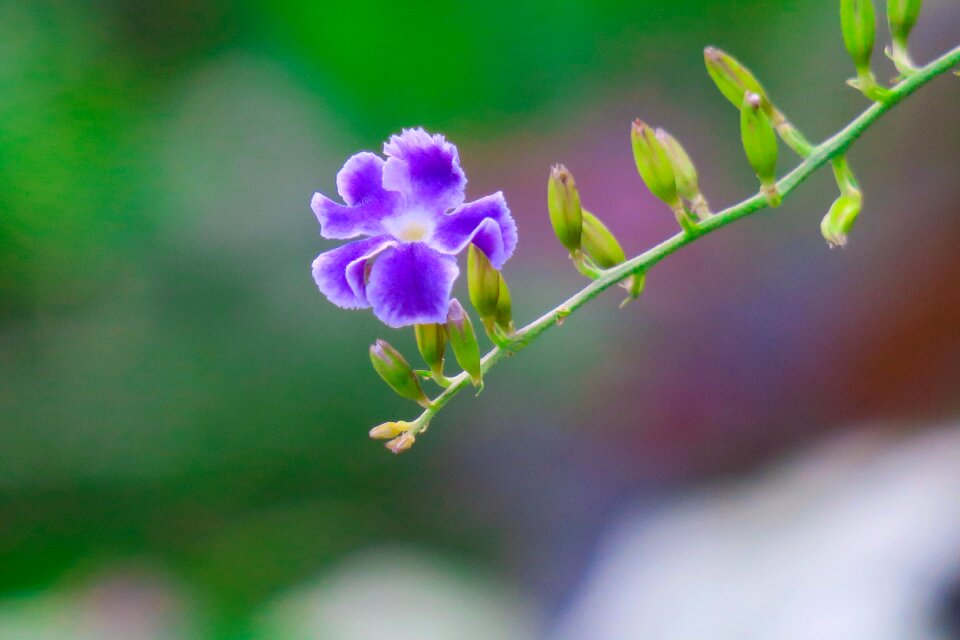 Nature branch flower