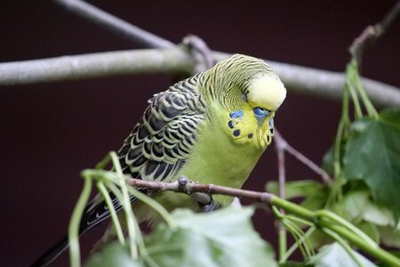 Parakeets colorful sitting photo