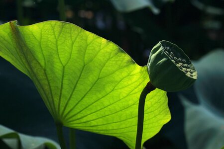 Pond plants nature buddhism