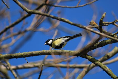 Bird branches tree