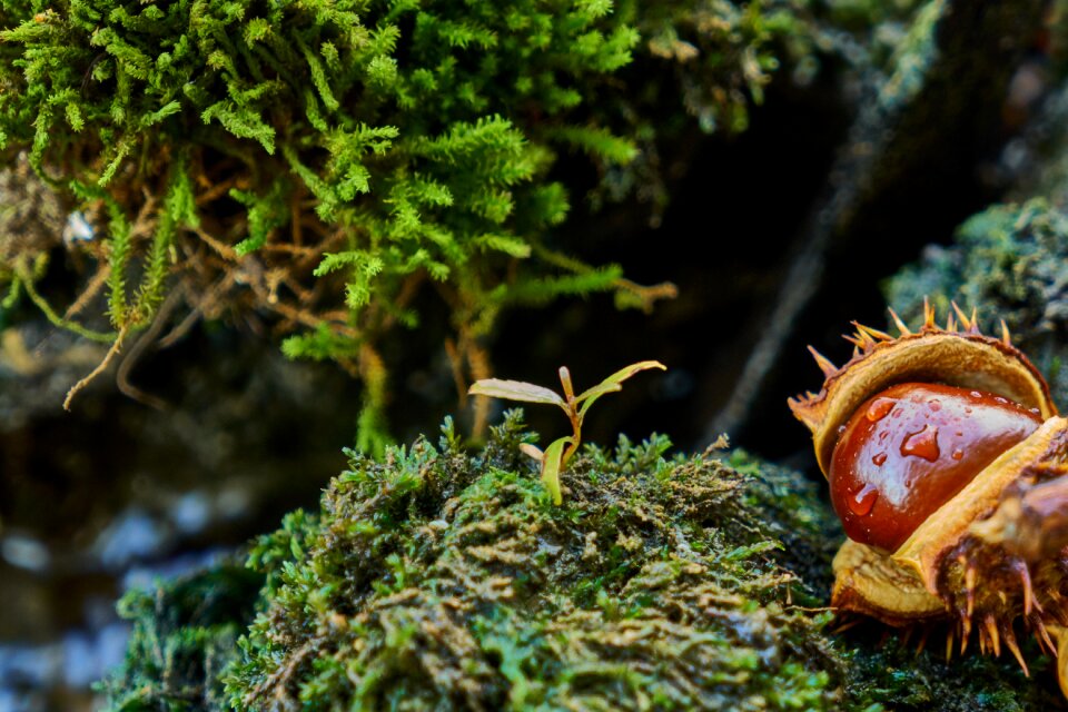 River chestnut autumn