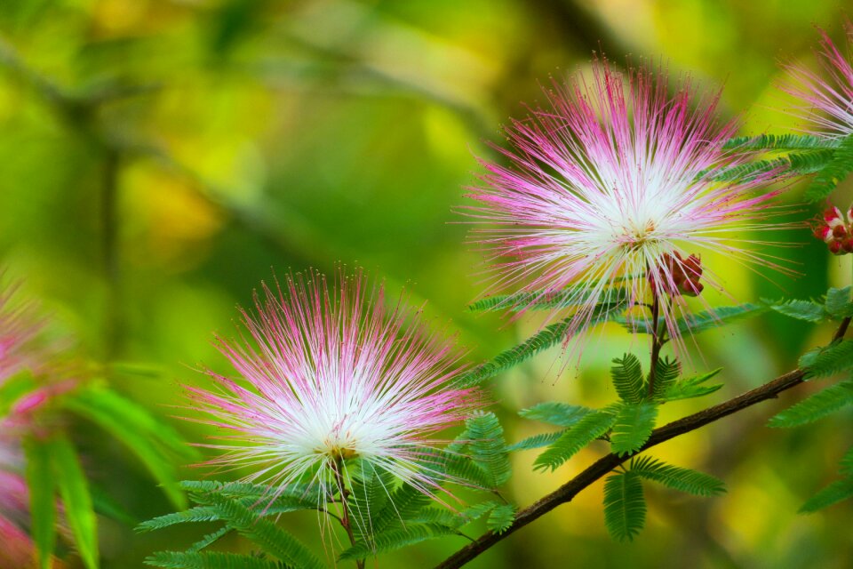 Nature branch flower