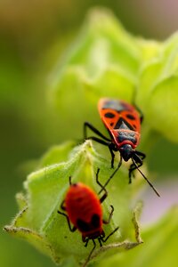 Fire bug close up red photo