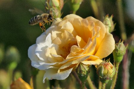 Rose yellow bee photo