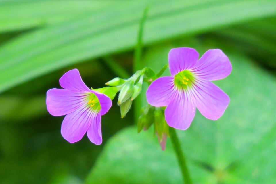 Wild flowers wild nature