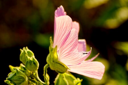 Ant backlighting mallow